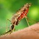 Всемирный день борьбы с малярией!