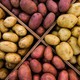 О рекомендациях по выбору картофеля