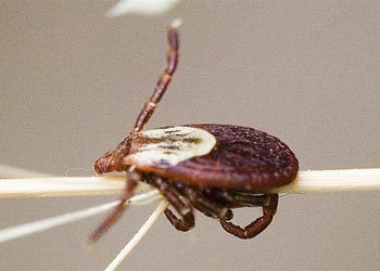 Эпидемиологическая ситуация по инфекциям, передающимся клещами