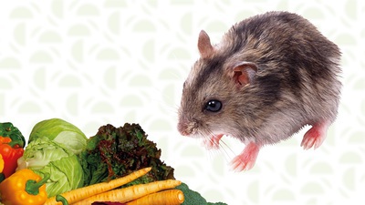 Иерсиниоз. Когда запасы не впрок