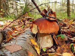 РЕКОМЕНДАЦИИ ГРАЖДАНАМ: Как собирать и готовить грибы?