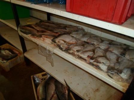 Деятельность индивидуального предпринимателя Стрелкова А. Н. по переработке рыбы приостановлена Благовещенским городским судом