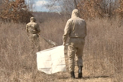 Сезон активности клещей: как не подцепить паразита на лесной прогулке