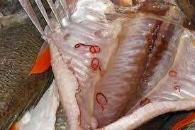 О рисках, связанных с употреблением рыбы и рыбной продукции