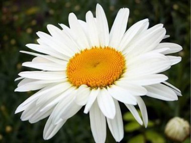 Как ромашка помогла амурчанам усмирить туберкулёз