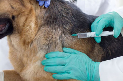 Роспотребнадзор напоминает о профилактике бешенства