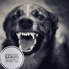 О Всемирном дне борьбы с бешенством