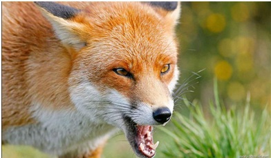 Напоминаем об основных мерах профилактики бешенства 