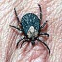 Эпидемиологическая ситуация по инфекциям, передающимся клещами