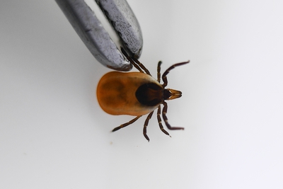 В Приамурье первым от укуса клеща пострадал ребёнок