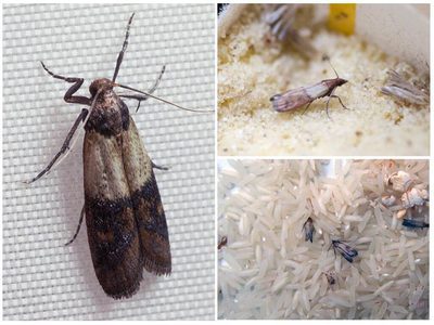 О рекомендациях, как защитить свой дом от «пищевой моли»