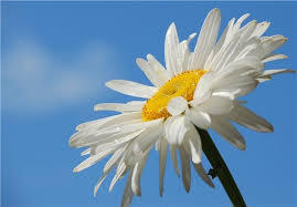 Акция «Белая ромашка»  прошла в Благовещенске