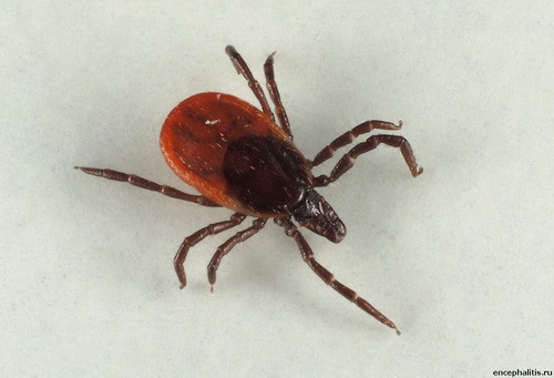 Эпидемиологическая ситуация по инфекциям, передающимся клещами