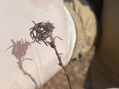 К клещам - с белым флагом выехали специалисты Роспотребнадзора