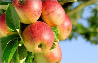 13 интересных фактов о яблоках