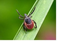 Оперативная информация об инфекциях, передающихся клещами