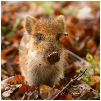 Чем опасны охотничьи трофеи или что такое ТРИХИНЕЛЛЕЗ?