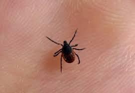 РЕКОМЕНДАЦИИ ГРАЖДАНАМ: КЛЕЩЕВОЙ ВИРУСНЫЙ ЭНЦЕФАЛИТ и меры его профилактики