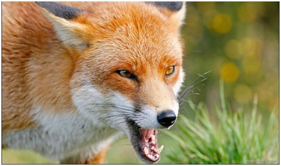 Советы эпидемиологов об основных мерах профилактики бешенства 