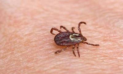 ВНИМАНИЮ ПОТРЕБИТЕЛЯ: Осень - время для вакцинации от клещевого энцефалита