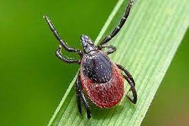 Итоги сезона профилактики клещевых инфекций