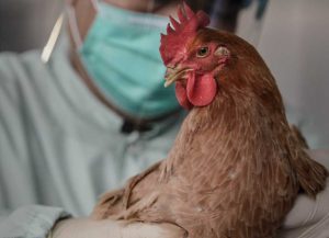 О мерах профилактики птичьего гриппа. Советы эпидемиологов