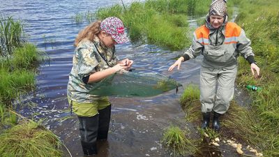 О продолжении экспедиционных работ по изучению причин распространения заболеваемости клонорхозом в Амурской области совместно с ФБУН «Хабаровский научно-исследовательский институт эпидемиологии и микробиологии» Роспотребнадзора.