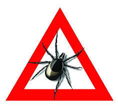 О мерах профилактики клещевых инфекций.