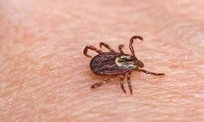 Итоги сезона профилактики клещевых инфекций итоги сезона 2019 года 