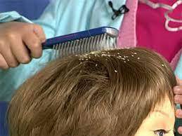 О профилактике педикулеза