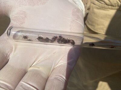 Сезон клещей приближается!