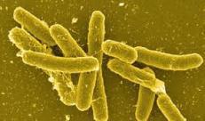 Осторожно – сальмонеллез!