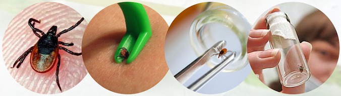 О работе  пунктов приема и исследования  клещей от населения в выходные и праздничные дни