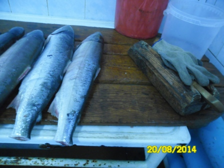 Рыбный цех ИП Куликова А.А. приостановлен на 90 суток