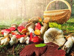 О мерах профилактики отравлений грибами