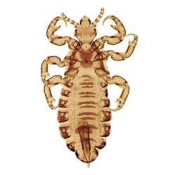 Профилактика педикулеза