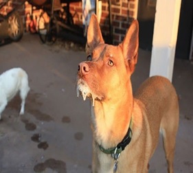 Основные меры профилактики бешенства 