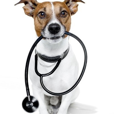 Всемирный день борьбы против бешенства.