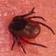 Эпидемиологическая ситуация по инфекциям, передающимся клещами
