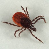 Рекомендации гражданам: клещевой вирусный энцефалит и меры его профилактики