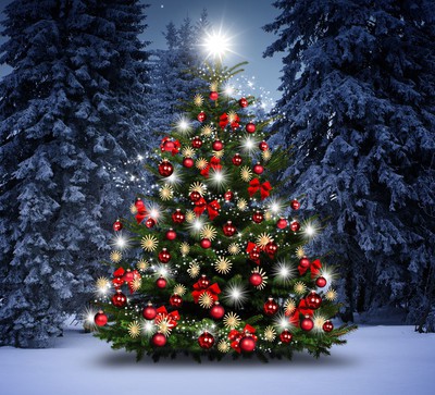 О рекомендациях как выбрать новогоднюю елку