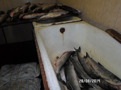 Еще один рыбный цех приостановлен на 90 суток