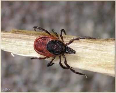 Эпидемиологическая ситуация по инфекциям, передающимся клещами