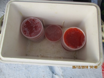 О контроле за пищевыми продуктами в предпраздничные дни