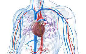 Холестерин — хорошо или плохо? Для чего нужно и как себя ведет в нашем теле это органическое соединение