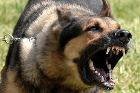 28 сентября Всемирный день борьбы против бешенства!