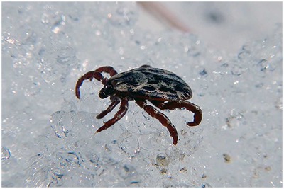 Оперативная информация об инфекциях, передающихся клещами за 24 неделю (05.06.2020г. – 11.06.2020г.)