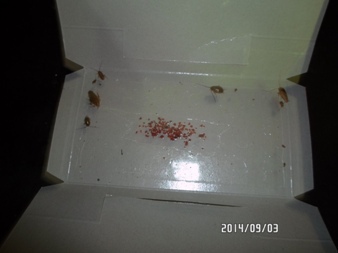 Деятельность кафе «Первомайское» приостановлена на 20 суток