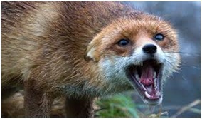 О мерах профилактики бешенства