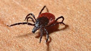 Куда обращаться в случае присасывания клещей